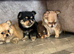Fluffy Pomchi litter