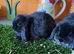 Mini lop pure. Bred