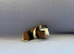 Two Baby Guinea Pigs