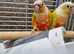 Proven mutatation conure breeding pair