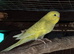 Baby budgie