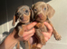 Exceptional Miniature Dachshund Puppies &ndash; Isabella & Blue