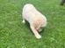 Golden retriever puppies