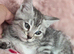 Bengal Cross Maine Coon Kittens Ready Now