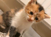 6 Beautiful Kittens