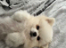 Female pomeranian 2 years old (spayed)