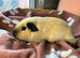 Cali boy guinea pig