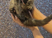 TICA Registered Maine Coon Kittens.