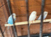 Budgies babies nice budgies