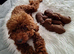 Dark Red Teacup Asian Poodle Girls