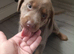 Silver and tan Labrador puppy ready now