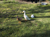 3 ducks