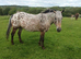 British breed appy mare... Cachriph Kazari