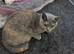 Kittens British shorthair blue x ragdoll