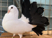 BLACK TAIL MARKED WHITE FANTAIL PIGEONS DOVES BREEDING PAIRS
