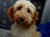 F1 Female Cockapoo with all paperwork