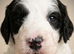 Premium Cockapoo Fb2 Puppies