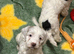 Cockapoo puppies
