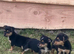 Mininiture jacks