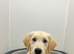 Guardian Home Opportunity – Beautiful Golden Retriever