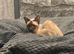 Pair of Siamese