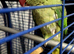 Female Alexandrine parrot