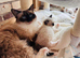 Beautiful Ragdoll Kittens Ready Now.
