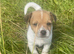 Jack Russell Cross Minny Yorkshire