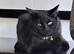 beautiful Burmese/ cross X2