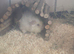 Male guinea pig for sale