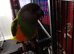 Senegal parrot