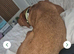 7yo kc lab