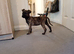 Female mastiff x herder