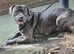 Staffy cross boy