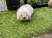 Seal point/frosty point mini lion lops