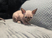 TICA & HEALTH TESTED SPHYNX KITTENS