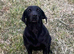 Coming soon! Beautiful black Labrador puppies