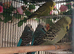 Available Budgie Birds A Group of boy MALES x 8 birds lovely birds and happy chaps £190 the 8 x birds