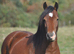 Registered Welsh D filly