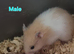 Syrian hamsters for sale