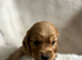 Show type, cocker, spaniel puppies