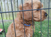 Beautiful Cavapoochon Boy