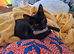 2 Beautifull cats looking for loving homes.
