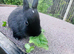 Neverland x mini lop