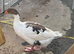 Pair of geese