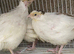 White jumbo quails