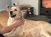 3yr old golden retriever