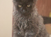 Maine Coon boy