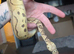 Royal pythons