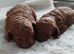 Toy poodle